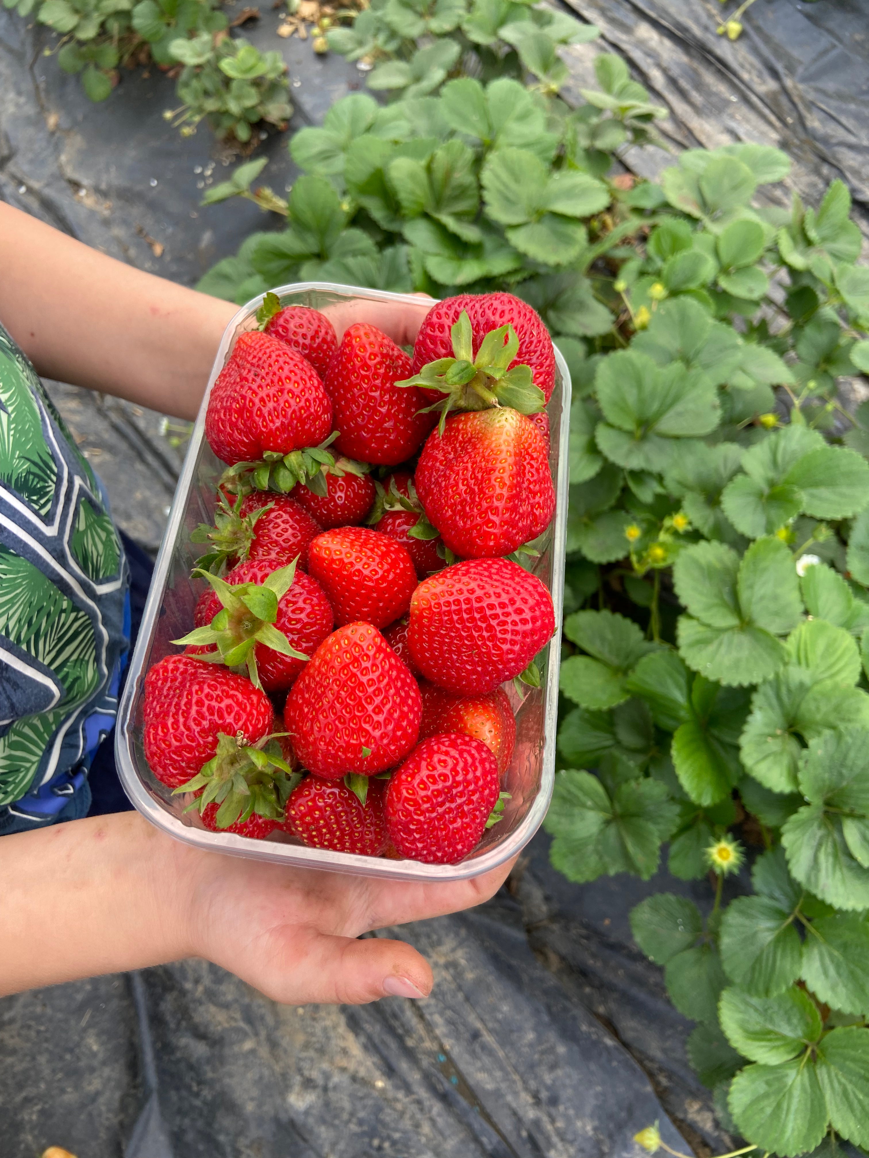 Fresas Ecológicas Asturianas