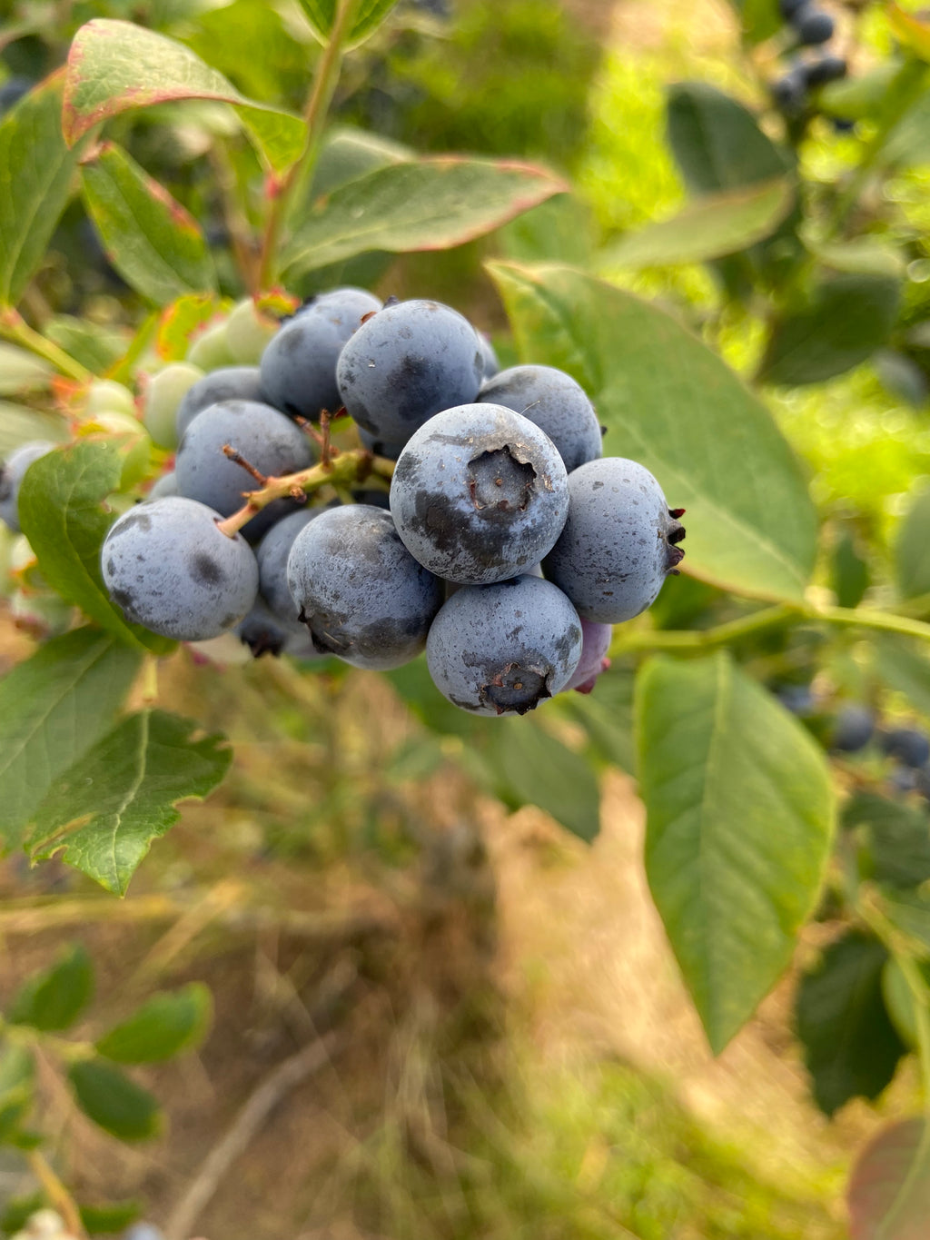 Arándanos Ecológicos Asturianos
