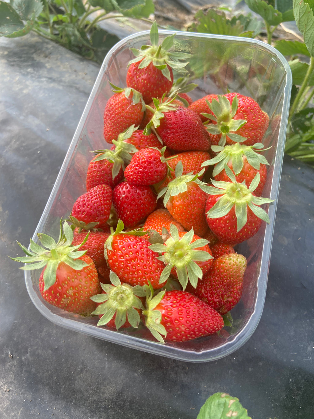 Fresas Ecológicas Asturianas